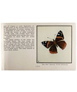 Red Admiral Nettle Butterfly 1934 Butterflies Of America Insect Art PCBG14B - €17,22 EUR