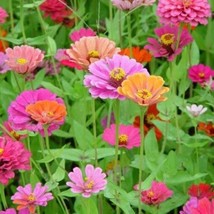 US Seller 200 Mixed Colors Zinnia Pompon Zinnia Elegans Flower Seeds Fas... - £11.08 GBP