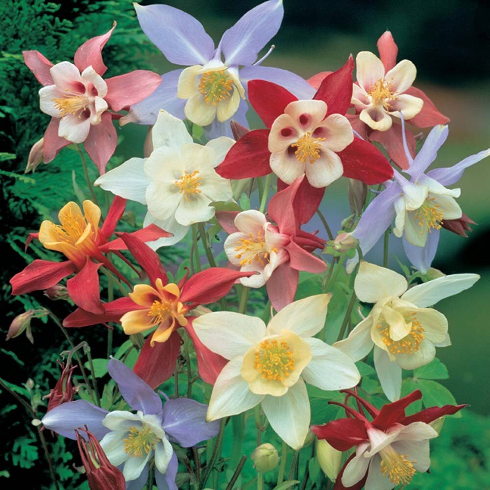 Aquilegia seeds - 60 seeds- code 023 Item image 3