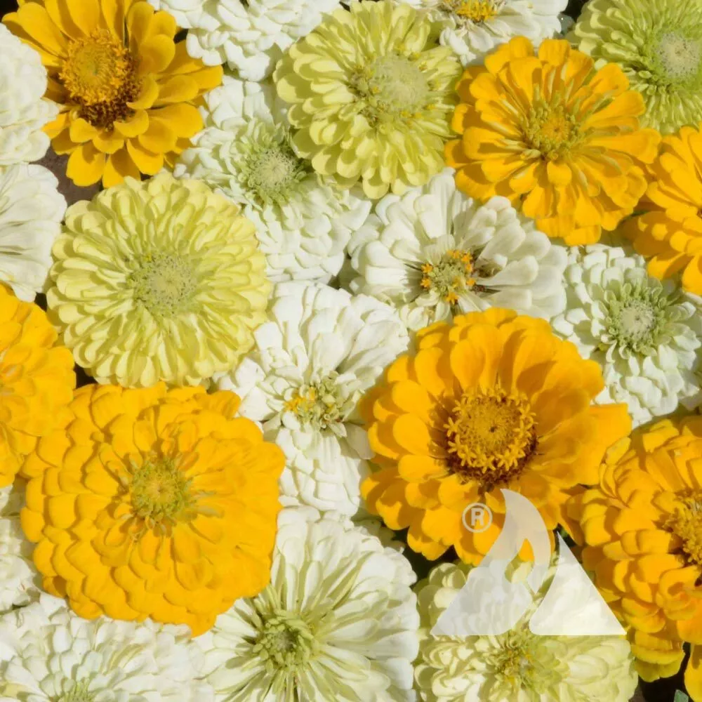 Zinnia LEMON MERINGUE Mix Flowers Pollinators Butterflies Love 200 Seeds... - £6.83 GBP