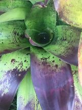 one PUPS neoregelia Bromeliad Violet EXOTIC TROPICAL LANDSCAPE PLANT - $19.77