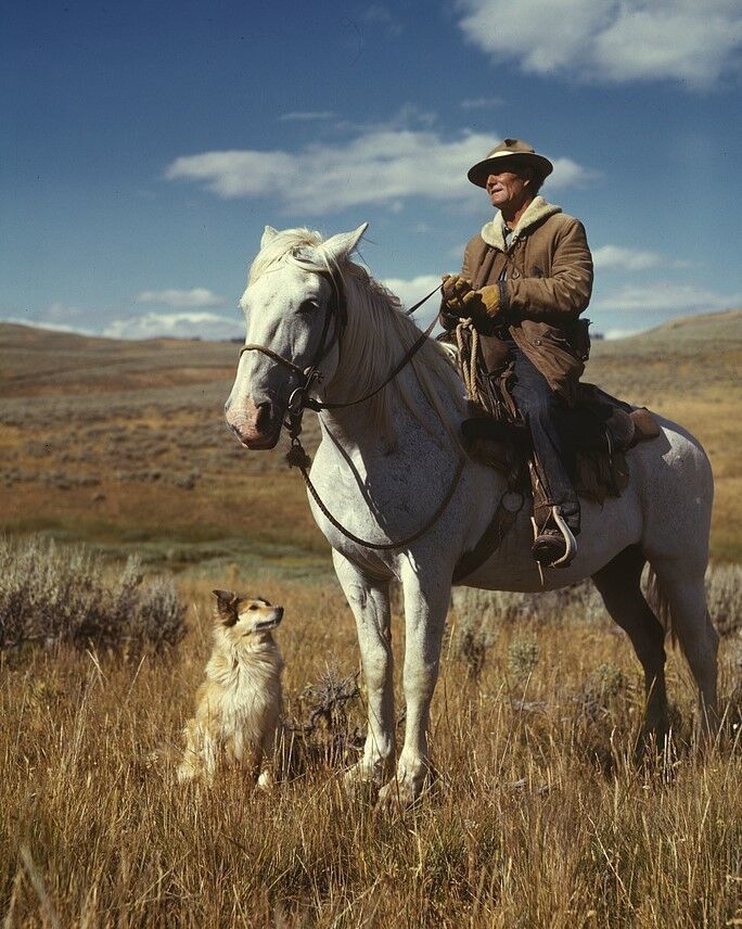 Primary image for Shepherd with horse and dog Gravelly Range Montana 1942 Photo Print