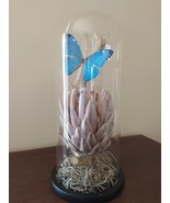 FOREVER YOUNG - Dried King Protea With Butterfly In Glass Dome - $1,264.80 MXN