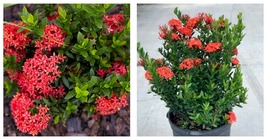 Live Plants Dwarf Red Ixora ~ Ixora Taiwanese Red 5 Inches Tall - £19.17 GBP