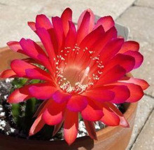 Echinopsis carmineaflora syn Pseudolobivias carmineaflora - £3.32 GBP