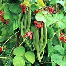 Scarlet Runner Bean Vine Seeds Gardening USA Shipping - £6.15 GBP