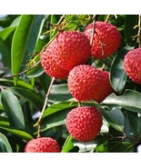 Lychee Litchi Trees (Different Varieties). 4 Years Old, Grafted.  - £188.71 GBP