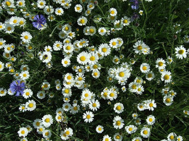 100 White Dwarf Creeping Daisy Chrysanthemum Paludosum Flower Seeds Fres... - $10.60