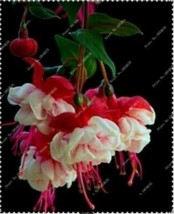 50pcs/bag Fuchsia Seeds Potted Flowers seeds,bonsai seeds.#6929 - $103.97 MXN