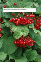 American Highbush Cranberry - Bush Seeds - BOGO - $4.99