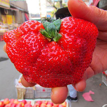 1 pack 5000 pack Organic Giant Strawberry Really Huge and Sweet - £33.09 GBP