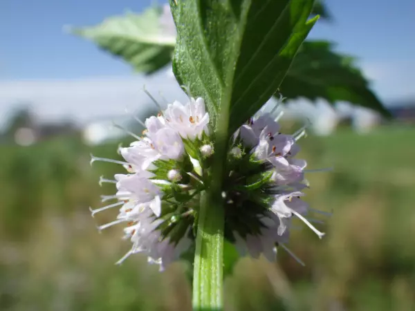Top Seller 50 White Wood Mint Mentha Arvensis Wild Field Herb Flower Seeds - £11.46 GBP
