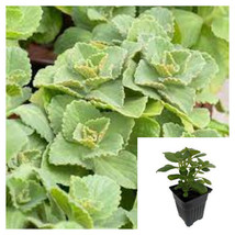 Coleus Caninus Scaredy Cat Scat Plectranthus Caninus-live plant 4in nonedible - £10.44 GBP