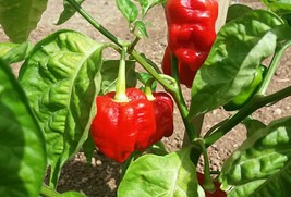 hot pepper seeds red Scotch Bonnet MOA, one of the most famous peppers - $2.50