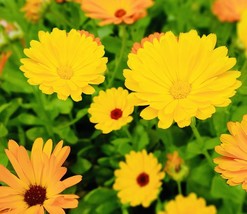 Calendula Pacific Beauty Mix Flower Seeds Fresh Harvest New Fresh  - $4.98