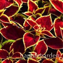 100 pcs Rare Coleus Blumei Bonsai Seeds Fire Red Petals with Golden Ege Leaves F - £7.42 GBP