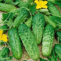 30 Seeds Parisian Gherkin Cucumber Swift Horticulture Solutions - $8.88