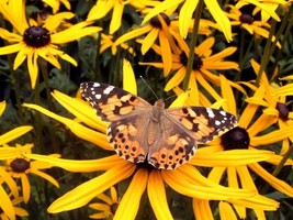 Item image 1 image 1