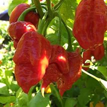 30 Seeds Organic Habanero Pepper Heirloom Fresh Garden From USA - $9.80