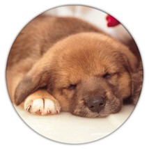 Dog And Cat Sleeping : Gift Coaster Pet Puppy Animal Cute Canine Pets Dogs - £3.98 GBP