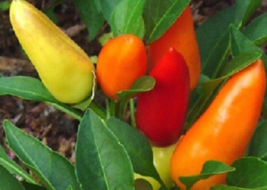 25 Pc Seeds Sweet Pickle Pepper Plant, Sweet Pepper seeds for Planting | RK - $18.90