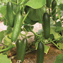 AD 25 Seeds Panther Cucumbers ing Edible Food Canning Pickling Home Garden - $13.26