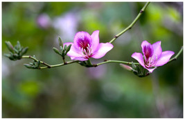 FRESH Bauhinia Variegata - Hong Kong Orchid Tree Seed - £6.17 GBP