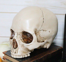 Realistic Homo Sapiens Jointed Human Half Jawless Skull Cranium Statue Decor 7&quot;L - £27.16 GBP