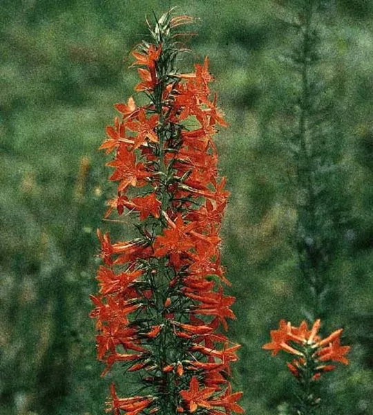 Standing Cypress 100 Fresh Seeds - $13.40