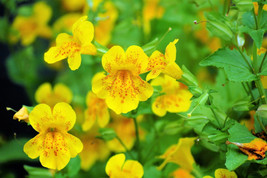 Garden Store 245 Seeds Yellow Monkey Flower Mimulus Grandiflorus Perennial Flowe - £7.65 GBP