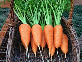 15,000 Carrot Seeds Chantenay Red Core Carrot Garden Starts - Freeship - $49.99