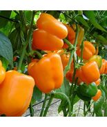 Orange Bell Pepper XL HEIRLOOM 30+seeds Inherited thru 2 Generations100%... - $3.99