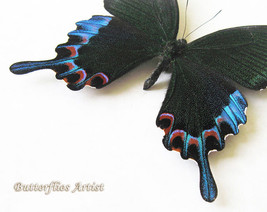 Luzon Peacock Papilio Chikae VERY RARE Entomology Collectible Butterfly Display - £142.74 GBP