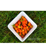 Biquinho Chilli Pepper Heirloom 40+ seeds, 100% Organic Grown in USA - $3.49