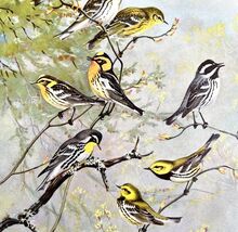 Warbler Types And Variety 1955 Plate Print Birds Of America Nature Art #... - $11.25