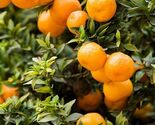 5 Chinotto Orange Seeds - $6.16