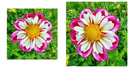 Dahlia Bumble Rumble Anemone Flowering - 2 Top Size Root Clumps - New - $39.99