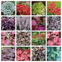 1200 Mixed Colors Coral Bells Heuchera Shade Flower Seeds Fresh - £16.00 GBP