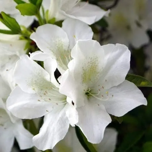 Azalea GG Gerbing Live Plants White Flowering Rhododendron - £32.06 GBP