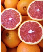 Red Navel Orange 3ft grafted tree No ship to Ca - $2,821.57 MXN
