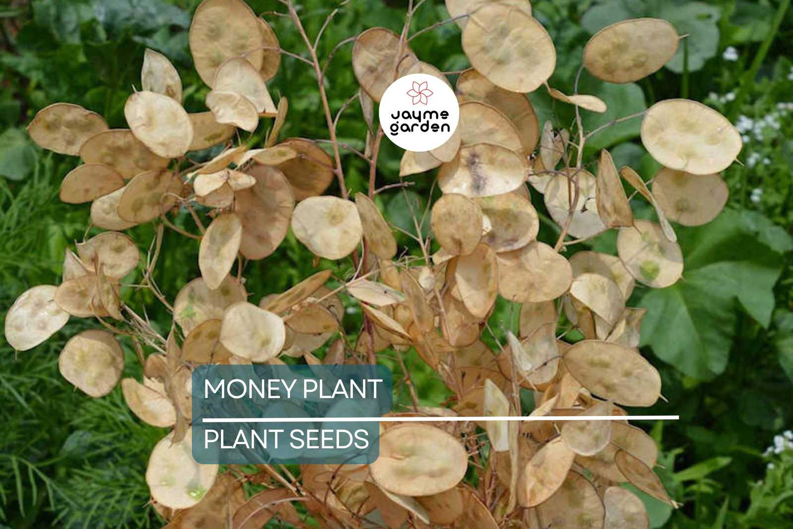 50+ Money Plant Seeds (Lunaria Biennis) - Biennial Garden Flower - Free ... - $4.50