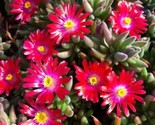 20 Ice Plant Ground Cover Perennial Drought Tolerant Will Germinate! 6 - £5.86 GBP