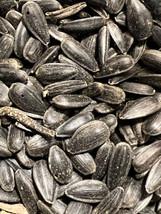 Ripkitty Premium Black Oil Sunflower Helianthus Seeds Planting Nuts FREE S/H! - £5.53 GBP+
