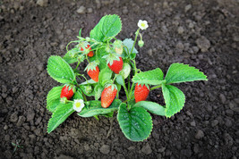 60 Ruegen Strawberry Everbearing Alpine Fragaria Vesca Red Berry Fruit S... - £10.96 GBP