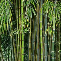 MBK 50 Bamboo Seeds Privacy Plant Garden Clumping Shade Screen Great Wal... - $11.90