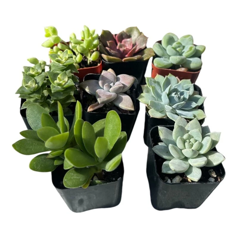 Succulent variety  Plants  8 Pack In 2in Pots Variety - $32.12