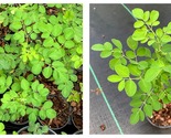 TOP SELLER Moringa live plant well rooted upto 8” tall in small pot - $60.93