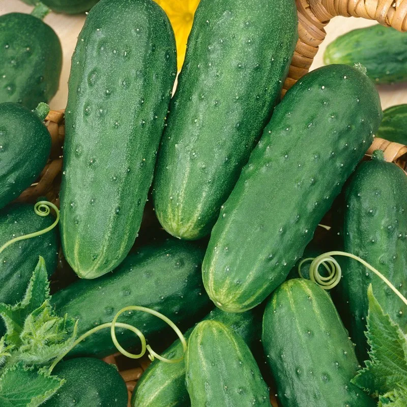 MBK 30 Seeds Homemade Pickles Cucumber Non-Gmo Heirloom Variety Sizes Pa... - £7.66 GBP