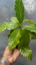 Live Starter Plant Annona Cherimoya Squamosa, Graviola , Corazon, Soursop - £54.34 GBP