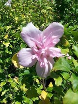 Double Flower Pink Althea Rose of Sharon 1 Gal. Plant Large Easy Grow Plants NOW - £38.94 GBP